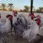 بسم الله الرحمن الرحيم للبيع ديوك فيومي صحه توب التوب