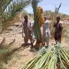 نخل بتمره