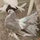 زوج هزازي فخم منتج