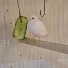 ذكر تغريده نار