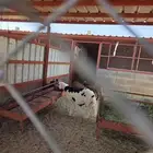 ذبايح ويوجد ذبح وتوصيل