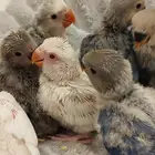 فروخ روز البينو الوان جميله اليفه جدا غر بشراهه