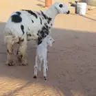 رخل هجين ولد