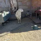 خروف فحل للبيع