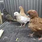 طبه كلين
