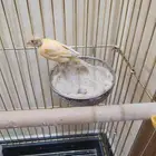 انثى كناري منتجة