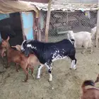 تيس فحل