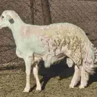 مشروع فحل
