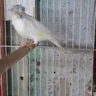 ذكر كناري ابيض( تم البيع )