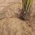 مزراع الغاط المجمعه الزلفي سدير الارطاويه