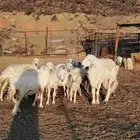 غنم حبص تربية مزرعة
