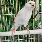 ذكر وايت ستنايت