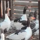 وز للبيع في رابغ