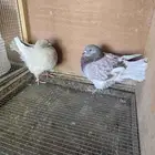 زوج حمام كنق