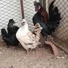طقم دجاج عربي كوبرا هزاز