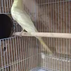 انثى كروان لاتينو( تم البيع )