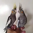 فروخ كروان نهاية غر