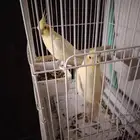 للبيع كروان ذكر وانثى منتجه