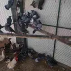 حمام دحل وعادي