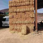 تبن قمح