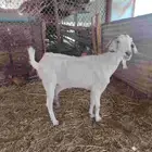 معزه حليب