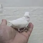 فروخ روز