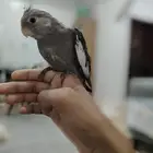 كروان هولندي