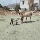 عنز للبيع