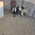 تيوس