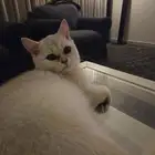 قط سكواتش ستريت للبيع