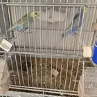 للبيع اجوز طيور حب رينبو