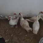 بط مصري منتج