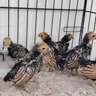 صوص سبرايت تم البيع تم البيع