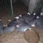 دجاج حبش منتج