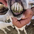 حريه معاها خروفين روم وديد سليم وكل شي شرط