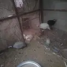 دجاج حبشي لون ايس