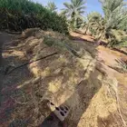 للبيع تمر علف أكثر من 20 كيس وبرسيم غير ملبن وحشايش