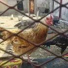 دجاج سندي ودجاج بلدي للبيع