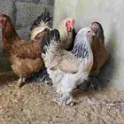 دجاج براهما للبيع