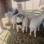 طليان للبيع