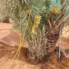 مطلوب فروخ نخل سكري