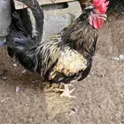 دياكه