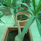 اجمل النباتات الداخلية