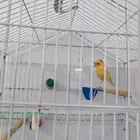 كنار غولستر