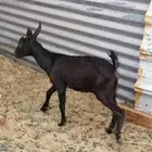 للبيع تيس طيب ب الحيل صحه ونضافه ماشاء الله