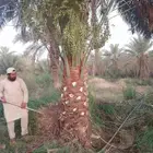 نخل للبيع مثمر خلاص سكري شيشي هلالي مجدول صقعي غر منيفي
