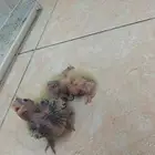 زوج كوكاتيل منتج