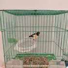 كناري للبيع