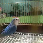 روز ذكر وانثى