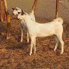 جفار بيشيه للبيع